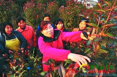 安徽：留守妇女“变身” 苗木种植经纪人